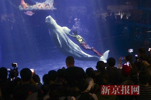 美人鱼和白鲸共舞。新京报记者 浦峰 摄