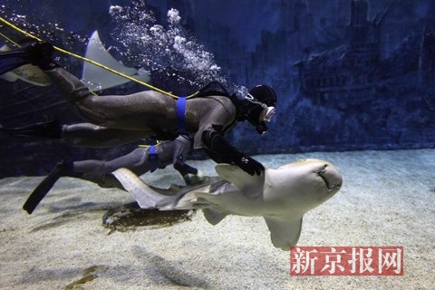 工作人员把豹纹鲨引入池中。新京报记者 浦峰 摄