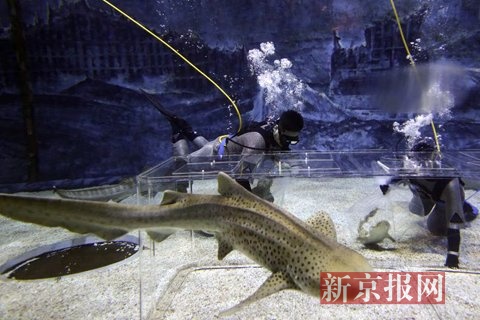 工作人员把两条小斑纹须鲨放入池中的培养箱中。新京报记者 浦峰 摄