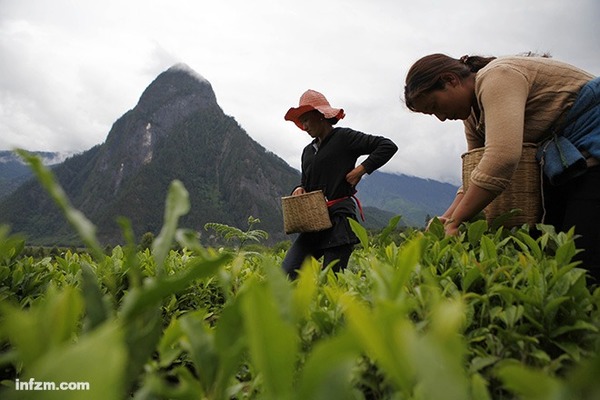 易贡茶场:援藏启示录