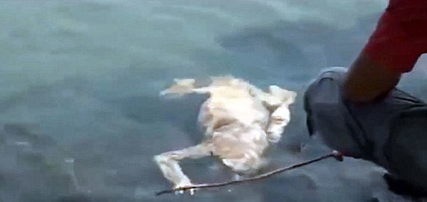 卓柏卡布拉是一种神秘生物,据说在拉丁美洲地区杀死山羊吸血。(网页截图)