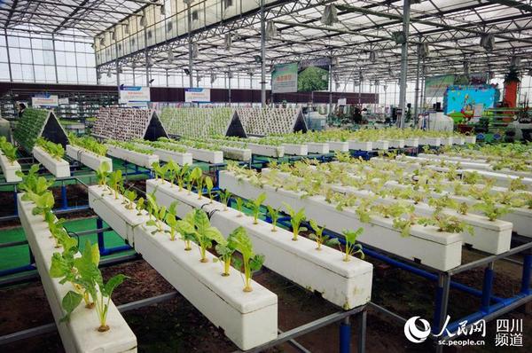 四川彭州国家级现代农业示范区内展示的有机种植蔬菜。（王军 摄）