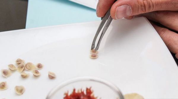 俄罗斯阿尔泰边疆区的比斯克市包出了世界上最小的饺子,重量只有0.0016克。(网页截图)