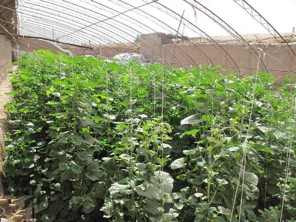 喀什市疏勒县庭院经济模式温室大棚里，甜瓜长势喜人。