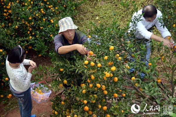 来自福建和江西南昌的游客在南丰蜜橘园林中采摘蜜橘。