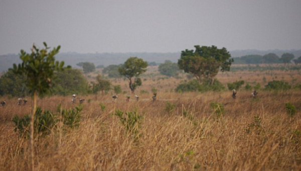 偷猎者与护林员在戈朗巴（Garamba）国家公园的冲突对当地旅游业造成长期影响。（网页截图）