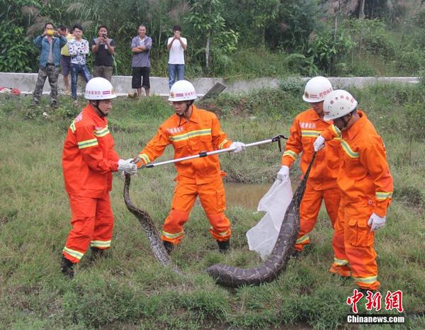  广西 东兴 现37斤巨蟒  疑吃饱后休息被抓|蟒蛇