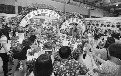 缤纷多彩的兰花吸引人们驻足观赏。郑长辉 摄