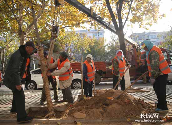 秦皇岛栽植新苗木提升城市容貌