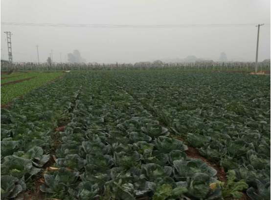 胡老板的蔬菜种植基地