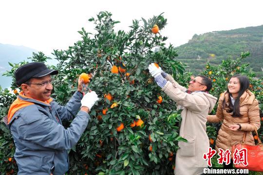 三峡库区秭归脐橙挂网销售 破解销售困境|脐