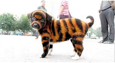 被出售的“虎皮犬”。 受访者供图