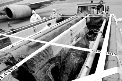 8头海豚空降省城再添萌宠|海豚|口岸