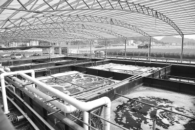 养猪场的污水汇入上游新建的集中处理点。