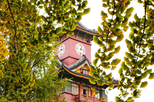 泛黄的银杏和成都标志性建筑之一的钟楼交相辉映，构成一幅古老而又青春的天府美景。（陈永斌摄）