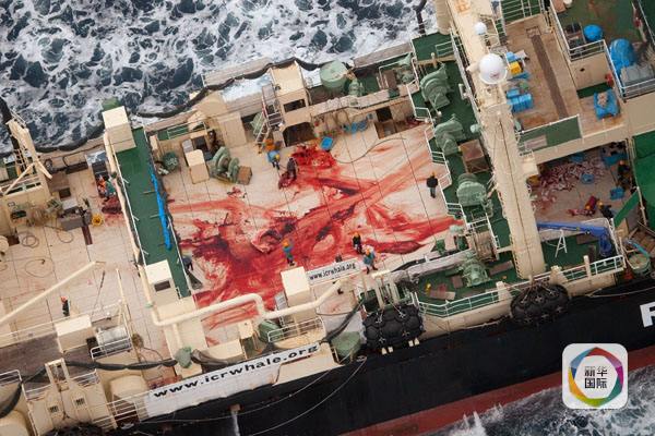 这张拍摄于2014年1月5日的照片显示,一条日本捕鲸船上的工人肢解完四条濒危的小须鲸之后走在鲜血染红的甲板上。(图片来源:新华/法新)