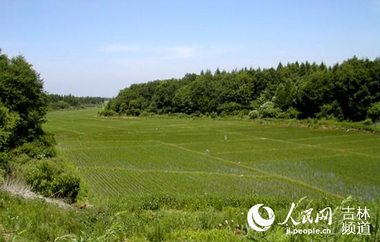 兴达米业种植基地内稻田一景。(兴达米业供图)