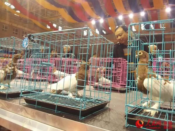 新疆焉耆县第五届观赏鸽大赛现场。