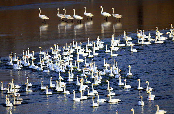 迎上合峰会,三门峡高阳山温泉推出全家一张票