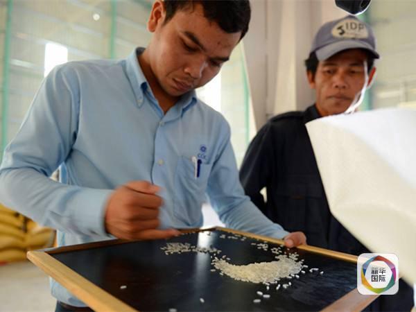图为工作人员抽查大米质量。