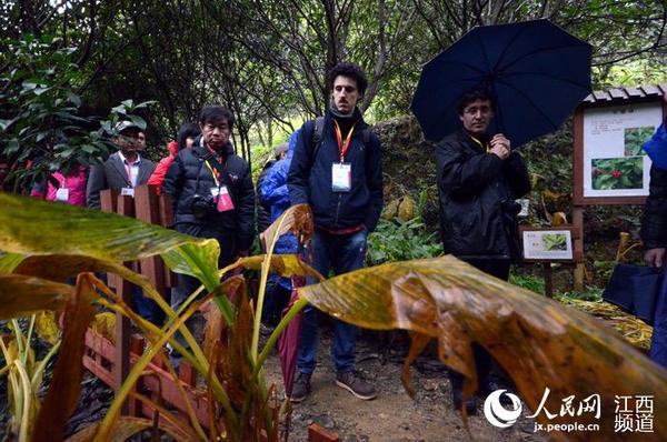 采访团13日来到江西崇义县君子谷野生水果世界。