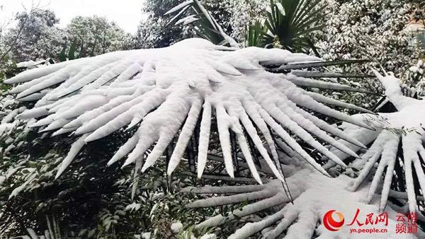 云南多地气温骤降 昭通城区今冬首降雪(图)|气