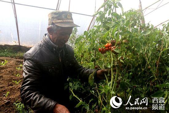 嘉措老人在自家的温室大棚中忙碌。记者 扎西 摄