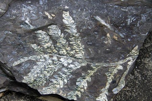 广州发现2.1亿年前古生物化石 被工人用来制砖 图片来源：广州日报