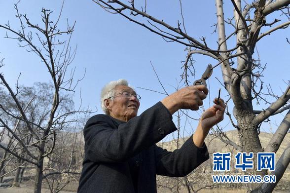 12月21日，丁如钢给他栽种的梨树剪枝。 新华社记者彭昭之摄