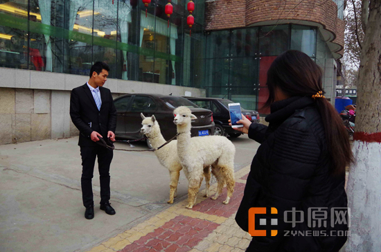 店员牵着“草泥马”,引起路人围观拍照