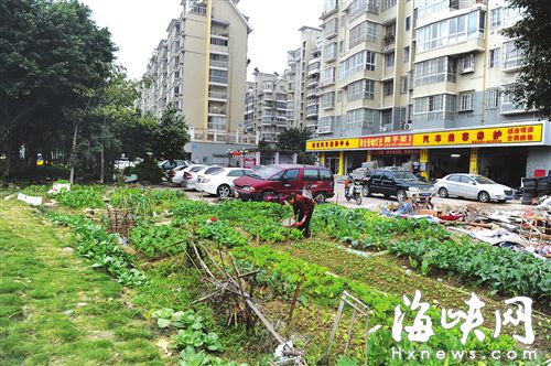 福州浦上大道大片绿地被改成菜地 熏臭小区|绿
