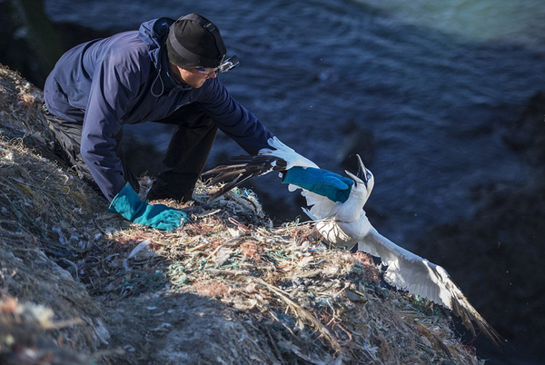 塑料绞索缠住海鸟脖子,惊恐的海鸟正努力挣扎逃生。(网页截图)