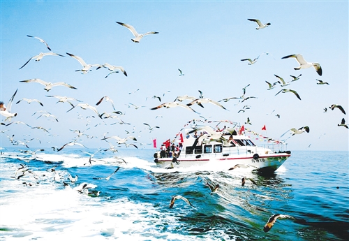 山东长岛的万鸟岛上,海鸟翔集,蔚为壮观。 经济日报记者 王金虎摄