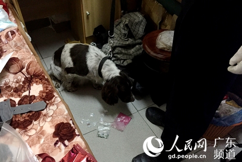 搜毒犬在吸毒窝点开展缉毒行动，到收藏在屋内的冰毒。林龙勇 摄