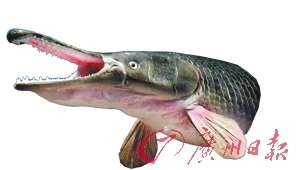 雀鳝鱼（资料图片）。