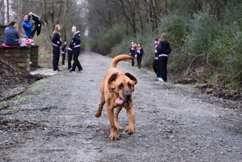 小狗Ludivine混进选手之中，耗时1小时32分56秒，跑完了13.1英里(约合21公里)的路程。（图片来源：埃克蒙特半程马拉松）