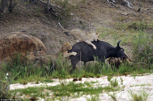 5只幼狮与水牛展开激烈战斗。（图片：《每日邮报》）