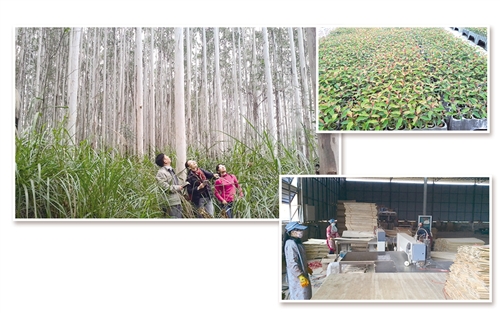 　　左上图 桉树幼苗。