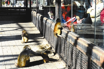 动物园春节邀市民养猴|猴子|游客