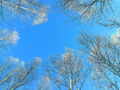 蓝天下的白桦树