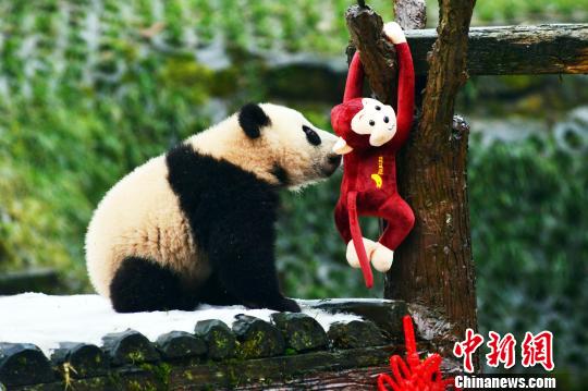 熊猫宝宝卖萌贺新春。　衡毅　摄