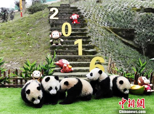 熊猫宝宝卖萌贺新春。　安源　摄