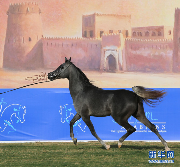 2月13日，一匹马参加2016阿拉伯纯种马“选美”国际锦标赛。新华网记者安江摄