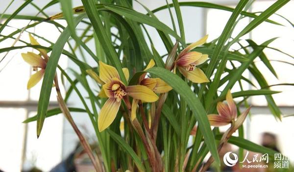 图为古蔺兰花。（苏海鹏 摄）