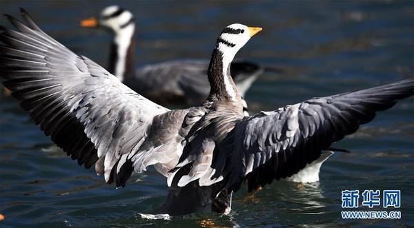 这是在西藏拉萨拍摄的斑头雁（2月18日摄）。新华社记者觉果摄