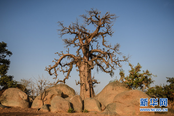 位于德比塔库舍伊地区猴面包树“卡齐”被看做是卡齐纳得名的原因。新华网记者杨旸摄