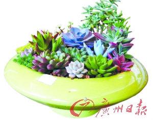 陶瓷盆栽。