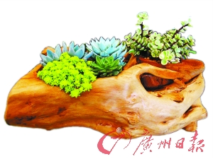 原木盆栽。