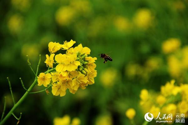 绥江南岸：油菜花开引蜂来 人民网 薛丹 摄