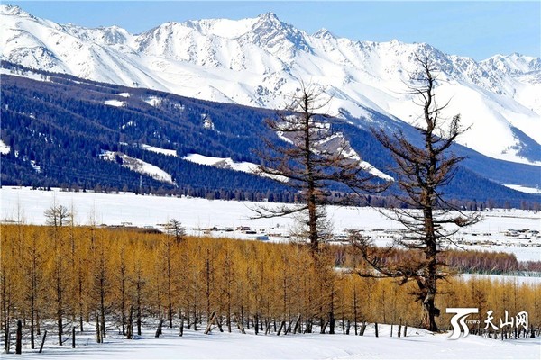 　　2月24日在新疆哈密北部拍摄的雪山松林。